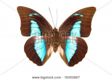 Schwarze und blaue Schmetterling