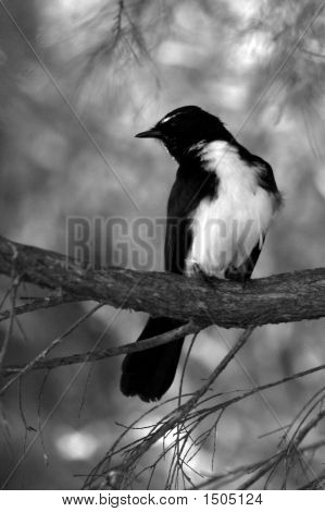 Ritratto di Willy Wagtail bianco e nero