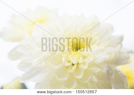 White chrysanthemum flower with drops of dew. Close up.