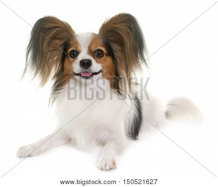 papillon dog in front of white background