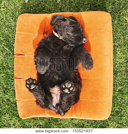 Cheerful puppy dog. Tired little schnauzer sleeping on the house garden.