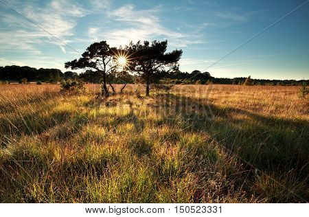 sunbeams behind pine trees on marsh, Germany
