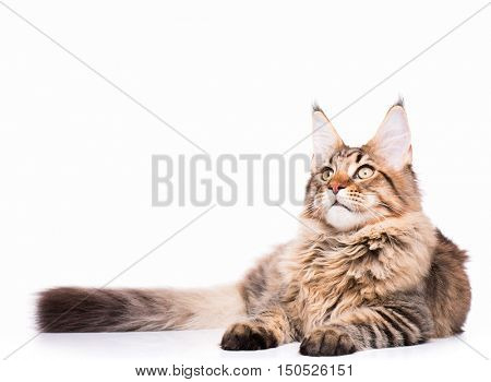 Portrait of domestic black tabby Maine Coon kitten - 5 months old. Adorable cat lying down and looking up. Curious young striped kitty isolated on white background.