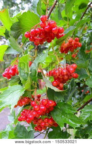 Bunches of red viburnum berries with raindrops at the end of summer season. Fresh organic guelder rose with green leaves in village garden. Seasonal fruit fall harvest and medicinal plant concept.