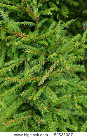Fire tree spruce branches for Christmas texture or New Year background.