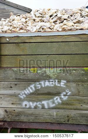 Whitstable United Kingdom - October 1 2016: Oyster shells in wooden container