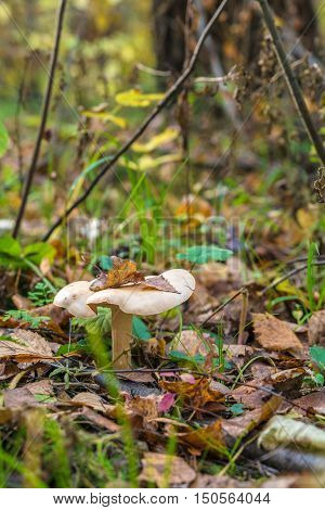Сlouded Agaric (clitocybe Nebularis) Edible Mushroom  Among Fallen Leaves In Forest