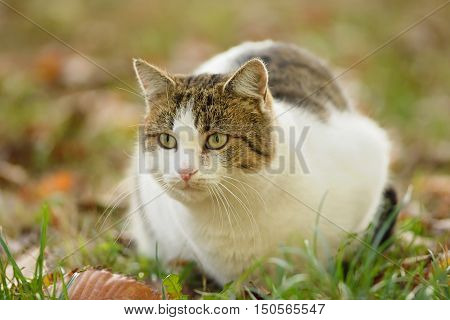 Closeup photo of a cat in the garden
