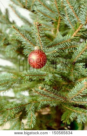 Red ornament christmas ball on the pine tree