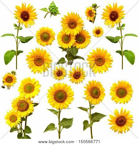 Sunflowers collection on the white background. Flower, flat,