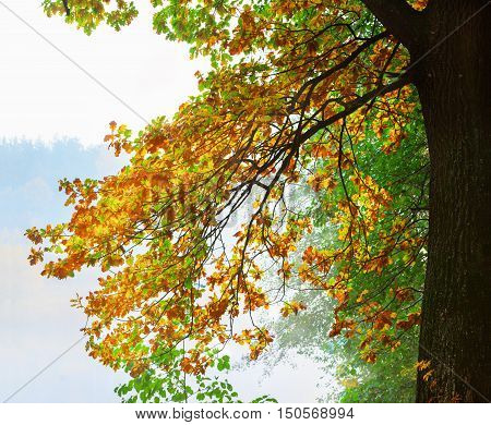 autumn forest and fog near the pond