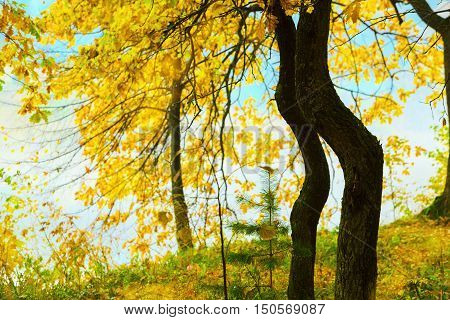 autumn forest and fog near the pond