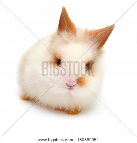 Beautiful white rabbit angora lion head isolated on white background