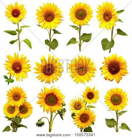Sunflowers collection on the white background. Flat. Yellow.
