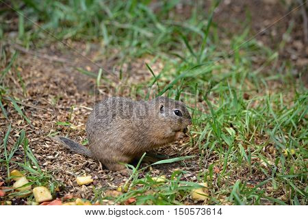 pouched marmot feed on the meadow on grass seeds and fruits