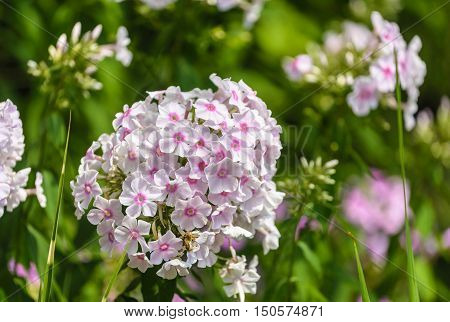 White garden phlox (Phlox paniculata) in full bloom