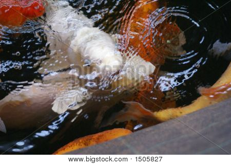 Koi hal