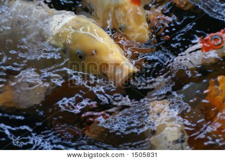 Koi ryby