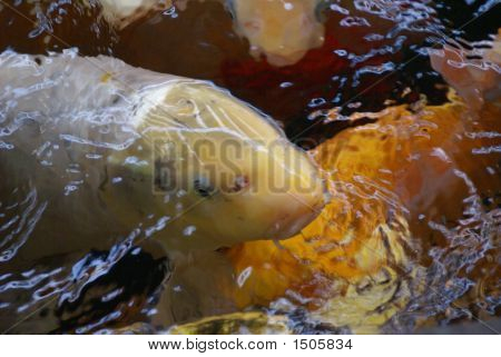 Fish Above Water