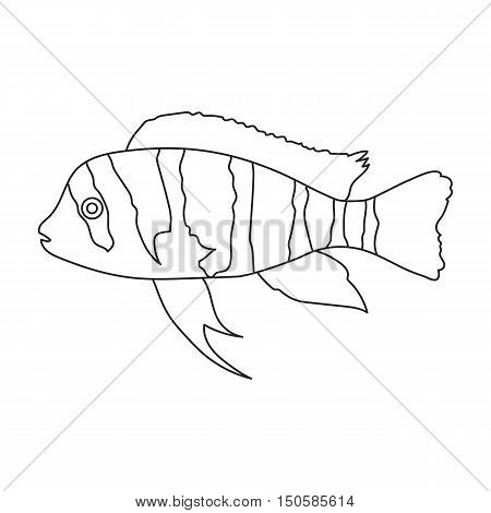 Frontosa Cichlid Cyphotilapia Frontosa fish icon line. Single aquarium fish icon from the sea