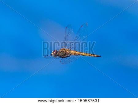 Dragonfly flying on a blue sky background. Insect also known as Libelula in Brazil