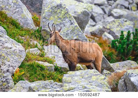 Chamois (rupicapra Carpatica) In High Tatra Mountains, Poland