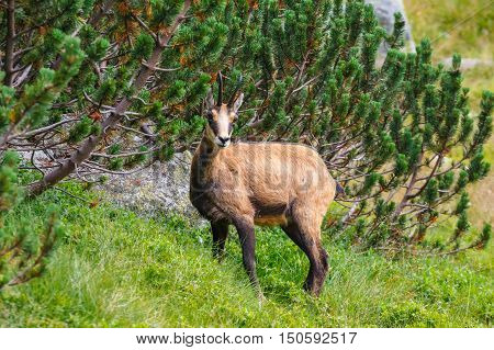 Chamois (rupicapra Carpatica) In High Tatra Mountains, Poland