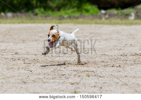 Jack Russell Terrier Female Dog Running Toward The Camera With Full Speed