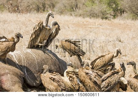 vultures eating a dead hippo in Kruger Park