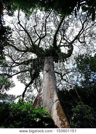 Big tree Samauma emerging in the rainforest
