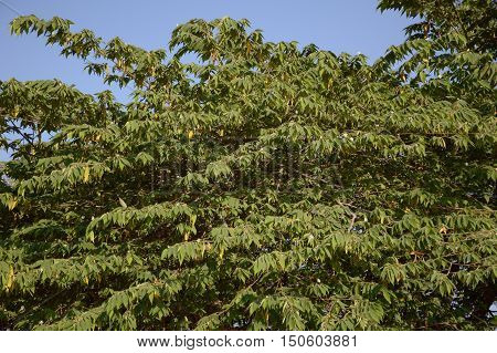 fresh green muntingia calabura tree in nature garden