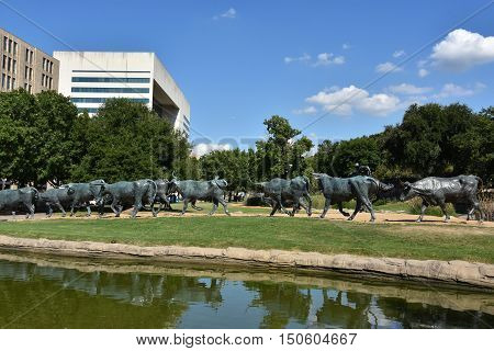 DALLAS, TX - SEP 17: The Cattle Drive Sculpture at Pioneer Plaza in Dallas, Texas, as seen on Sep 17, 2016. The 49 bronze steers and 3 trail riders sculptures were created by artist Robert Summers of Glen Rose, Texas.