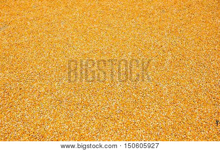 Corn with kernels, dried corn after harvest