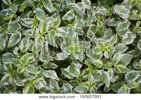 fresh green Pedilanthus tithymaloides plants in nature garden