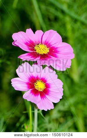 Cosmos flowers in the garden,Flowers in the garden, Cosmos flowers,background, beautiful, beauty, bright, color, cosmos,