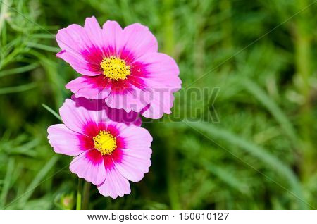 Cosmos flowersFlowers in the garden,Flowers in the garden, Cosmos flowers,background, beautiful, beauty, bright, color, cosmos,
