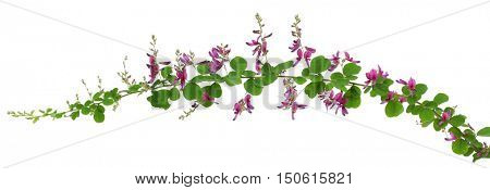 bush clover, lespedeza bicolor, japanese clover, hagi isolated on white background