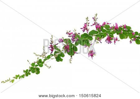 bush clover, lespedeza bicolor, japanese clover, hagi isolated on white background