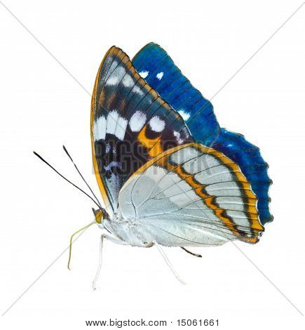 나비 (apatura Schrencki)