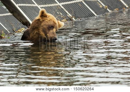 Brown bear waiting for prey in the Kurile Lake. Southern Kamchatka Wildlife Refuge.
