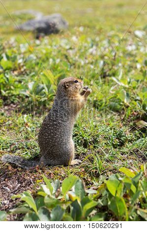 Arctic ground squirrel at the foot of volcano on Kamchatka.
