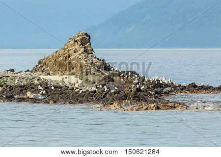 Pusa is a genus of earless seals. Island in the Pacific Ocean near Kamchatka Peninsula.