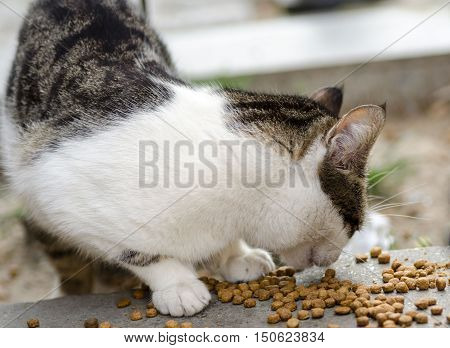 Stray cat eating on the street .