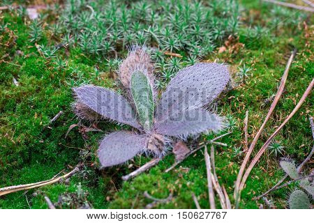 Woodland Ground Chunky Plant In Green Moss Background