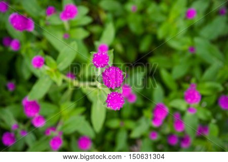 Globe Amaranth Or Gomphrena Globosa Flower In The Garden