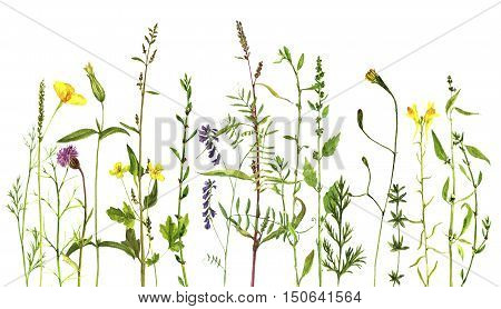 Watercolor drawing wild flowers and herbs, painted wild plants, botanical illustration in vintage style, color floral background, hand drawn natural template, decorative herbal border