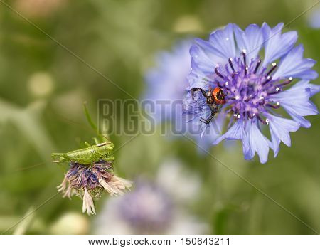 spider Synema globosum and grasshopper sitting on purple cornflowers