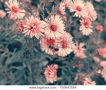 Bee Pollinating The Purple Autumn Flowers