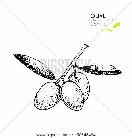 Vector set of hair care ingredients. Organic hand drawn elements. Olive branch. Use for cosmetic package shop store products spa salon wellnes program procedure skin hair care
