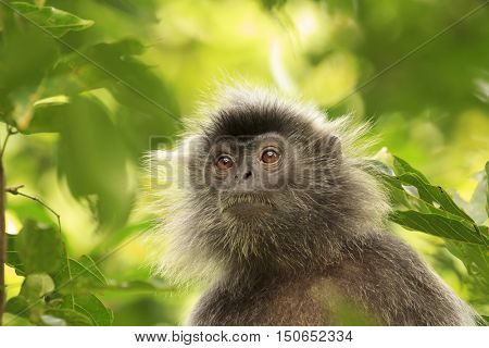 Monkey in forest. Silvery leaf Langur Monkey. Silverleaf Lutung monkey